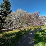 Spring blossoms line a winding park path under a bright blue sky.