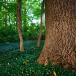 Large tree trunk in a lush, green forest with dense undergrowth.