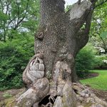 Large, textured tree trunk with exposed roots and a hollow base in a lush green outdoor setting.