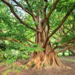 Massive, ancient oak tree with sprawling branches and thick trunk in a wooded area.