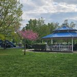 Park pavilion under a blue roof with blooming pink trees and green grass.
