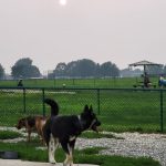 Two black and tan dogs walk on a path near a fenced grassy field under a hazy sky.