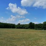 Expansive grassy field under a bright blue sky with scattered white clouds, bordered by dense green trees.