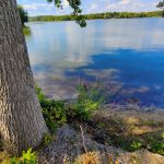 Lake scene with clear water reflecting blue sky and clouds, framed by a large tree trunk.