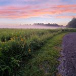 Sunrise over a misty field with tall grasses bordering a dark gravel path.