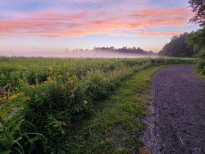 Mercer Meadows