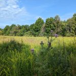 Wildflowers and tall grasses in a sunny meadow under a blue sky.