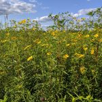 Yellow wildflowers bloom in a dense, green field under a partly cloudy blue sky.