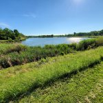 Sunny landscape view of a calm lake bordered by lush green grass and reeds.