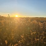 Golden sunset over a vast field of tall, sunlit grasses.