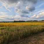 Vast yellow wildflower field under a dramatic, cloudy blue sky at sunset.