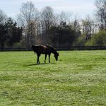 Two dark horses graze in a green pasture with trees lining the background.
