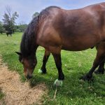 Brown horse grazing in a grassy field with hay scattered on the ground.
