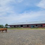 Brown horse grazing in a large gravel paddock near a red barn complex under a blue sky.