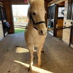 Light-colored pony standing inside a barn aisle, looking toward the camera.