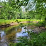 Shallow stream flowing through a lush, green forest landscape under bright daylight.