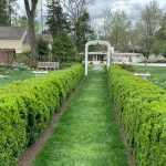 Symmetrical green hedges line a grassy path leading to a white garden archway and house.