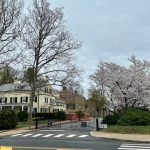 Historic buildings and blooming cherry trees under an overcast sky on a quiet street.