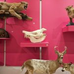 Museum display featuring mounted predators, a skull, and taxidermied deer specimens.