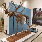 Large antlered deer skeleton display next to a brown bear mural in a museum exhibit.