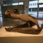Fossilized Tyrannosaurus Rex skeleton display in a museum exhibit hall.