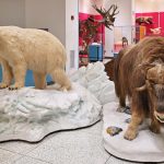 Polar bear and bison taxidermy mounts displayed in a museum exhibit setting.
