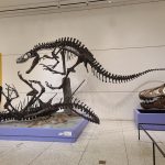 Dinosaur skeleton mounted in a museum exhibit against a white wall.