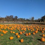 Autumn pumpkin patch with rows of orange gourds under a clear blue sky.