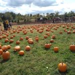 Autumn pumpkin patch with rows of orange pumpkins scattered across a grassy field under a cloudy sky.