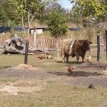 Brown and white cow grazes in a fenced pasture with chickens and trees.