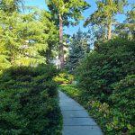 Lush green pathway winding through a dense, sunlit garden with tall trees overhead.
