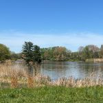 Calm lake surrounded by trees and tall grasses under a bright blue sky.