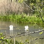 Two white swans swim on a calm pond surrounded by tall reeds and trees.