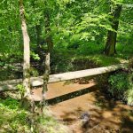 Wooden footbridge crosses a small stream in a lush, green forest setting.