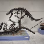 Tyrannosaurus Rex skeleton exhibit in a museum setting.