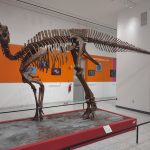 Large dinosaur skeleton exhibit in a modern museum hall with orange accent walls.