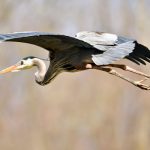 Black and white stork in flight, soaring above a muted, natural background.