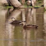 Two mallard ducks swim on calm, reflective water near tree roots.