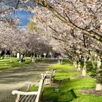 Cherry blossoms line a park path under bright spring skies.