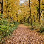 Autumn path through a forest with vibrant yellow foliage under an overcast sky.