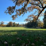 Autumnal field under a blue sky with trees showing fall foliage.