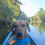 Golden retriever in a blue boat on a calm river surrounded by autumn trees.