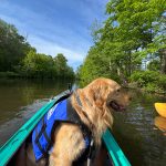 Golden retriever wearing a life vest in a kayak on calm, green water under blue sky.