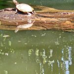 Turtle basking on a mossy log over calm, reflective green water.