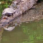 Turtles basking on a mossy log submerged in murky green water.