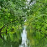 Kayaker on a calm, green-lined waterway under dense summer trees.