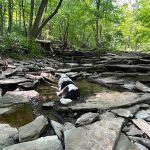 Black and white dog wading in a shallow stream among large rocks and trees.