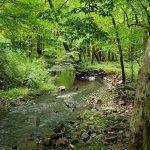 Lush green forest scene with a small, rocky stream flowing through the woods.