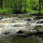 Rushing, rocky stream flowing through a lush, green forest in nature.