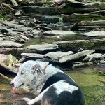 Dog wading in a shallow stream among mossy rocks and forest debris.